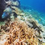 Parineeti Chopra Instagram – The stunning world below!!!!! Cant get enough 😍💦🐠 @cruisewhitsundays @HamiltonIsland @Queensland @Australia #cruisewhitsundays #thisisqueensland #seeaustralia #greatbarrierreef @thetiltshiftcrew Great Barrier Reef