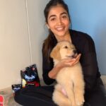 Pooja Hegde Instagram - 🐶❤️ @droolsindia keeps Bruno happy and healthy, while yoga keeps me active so that I can keep up with his mischief all day. #Drools #FeedRealFeedClean #FoodForDogs #DogNutrition #instagood #DogofInstagram #PetCare #Pets #PetsOfInstagram #food #Health #HappyPet #PetsOfIndia #PetLife #FurryFriends #ad