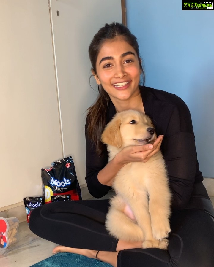 Pooja Hegde Instagram - 🐶❤️ @droolsindia keeps Bruno happy and healthy, while yoga keeps me active so that I can keep up with his mischief all day. #Drools #FeedRealFeedClean #FoodForDogs #DogNutrition #instagood #DogofInstagram #PetCare #Pets #PetsOfInstagram #food #Health #HappyPet #PetsOfIndia #PetLife #FurryFriends #ad