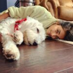 Pooja Hegde Instagram - Pooch and I ❤️🐶 #Akira #cuddlesession #dogsofinstagram #cutie #morningsesh #oldenglishsheepdog Dallas, Texas