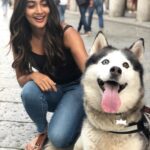 Pooja Hegde Instagram - Found this handsome,happy fellow roaming the streets of Italy 😍 P.S-Pls notice the different eye colours on him 😮😍 #huskies #cutie Como, Italy
