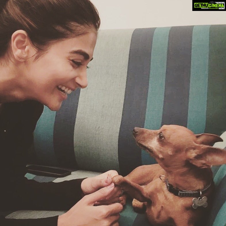 Pooja Hegde Instagram - 👧🏻🐶 #heya #dogsofinstagram #joy #notmydogjustadoglover