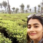 Pooja Hegde Instagram – If I was a tea leaf plucker…. 🍃🍃🍃 #moreselfieslessplucking #naturelover #nofilterneeded Pollachi