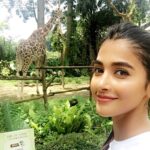 Pooja Hegde Instagram – Giraffe watching…🔭🔭 #travelbug #wanderlust