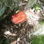 Pooja Kumar Instagram – Who even knew mushrooms grew this big? #exploring #littleladybigworld #natureisawesome #hikes #learnsomethingneweveryday