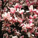 Pooja Kumar Instagram - Magnolia blossoms! #beautiful #spring #love #dreaming #lazydays #lovinglife #actress #tamilmovies