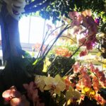 Pooja Kumar Instagram - Orchid delirium! #orchid #orchidshow #newyorkbotanicalgarden #nybotanicalgarden #flowers #spring #sunshine #colorful #love #nature #naturephotography #orchidlover #greenhouse #bronx