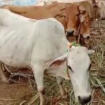 Pranitha Subhash Instagram - Hey! Happy to have learnt, Kamadhenugowshala.com Saved 400+ Desi Cows till date, 28 saved this month alone, NOW Trying To Save these 6 Gowmatas Let’s Help And Support, @gowkinkara @kamadhenugf For Their Noble Efforts UPI: Kamadhenugowshala@icici Or https://milaap.org/fundraisers/support-kamadhenu-gowshala