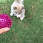 Pranitha Subhash Instagram - This fur ball 😍