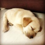 Premgi Amaren Instagram - My new pet from today Shukra 🐶