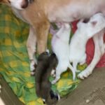 Premgi Amaren Instagram - That’s just my baby dogs huh 😍😍😍😍