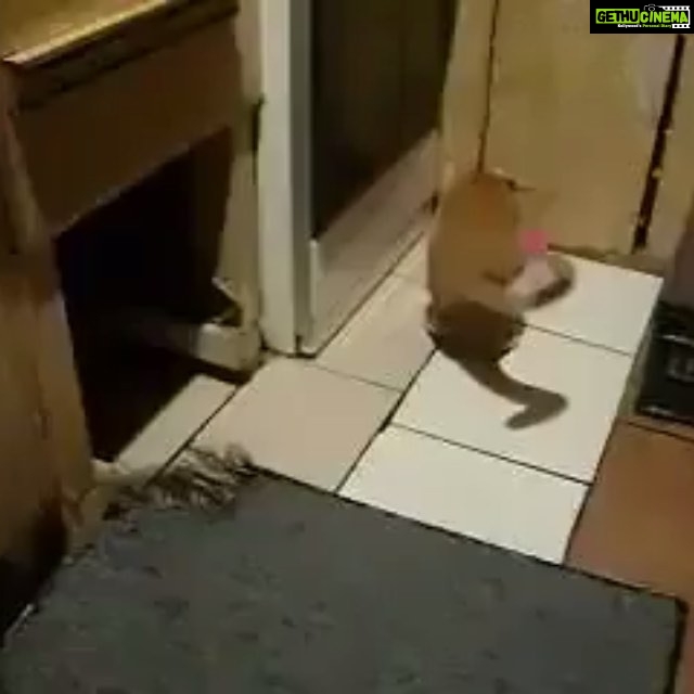 Premgi Amaren Instagram - Real life Tom and Jerry 🐈🐀😂😂😂