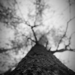 Prithviraj Sukumaran Instagram - The woods are lovely..dark and deep..!