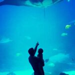 Prithviraj Sukumaran Instagram – “Look Daada…Biiiiiig fishyyyy!!!” #daddysgirl #georgiaaquarium