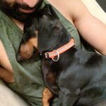 Prithviraj Sukumaran Instagram – Was meaning to cuddle..but fell asleep! 🐶 😴 💤 Zorro ❤️