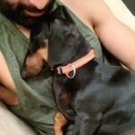 Prithviraj Sukumaran Instagram - Was meaning to cuddle..but fell asleep! 🐶 😴 💤 Zorro ❤️