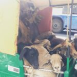 Priya Anand Instagram – A Sad Sight Watching Them Being Taken To A Slaughter House Like This!

Puts Things In Perspective