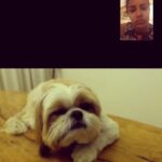 Priya Anand Instagram - This Boy Breaking My Heart Over FT 💔 #heainthavingit #BuddyBoy #Bumblebee 🐝 #notworkingout #ezradiaries 👻