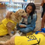 Priyamani Instagram - What a better way to relieve your stress than these comfort dogs in the airport!!!❤️❤️❤️perfect way to put a smile on the faces of the travellers!! Thank you @furballstory !!❤️❤️ certainly put a smile on my face ❤️❤️❤️!! #comfortdogs #mumbaiairportterminal2 #traveldiaries #happyme # Terminal 2 Chatrapati Shivaji Terminal Mumbai