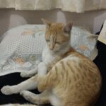 Priyamani Instagram - Tried boomeranging the cat!!pretty funny I must say!!🤣🤣🤣 thank u @mustufaraj for the idea!!!😹😽😼😻