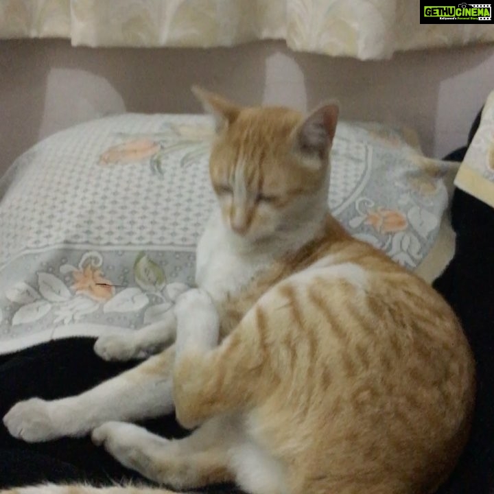 Priyamani Instagram - Tried boomeranging the cat!!pretty funny I must say!!π€£π€£π€£ thank u @mustufaraj for the idea!!!πΉπ½πΌπ»