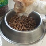 Priyamani Instagram – Paapi “pet”h ka Sawal hai…😂😂😂😂ever seen a cat eat dog food and that too out of a dog bowl???