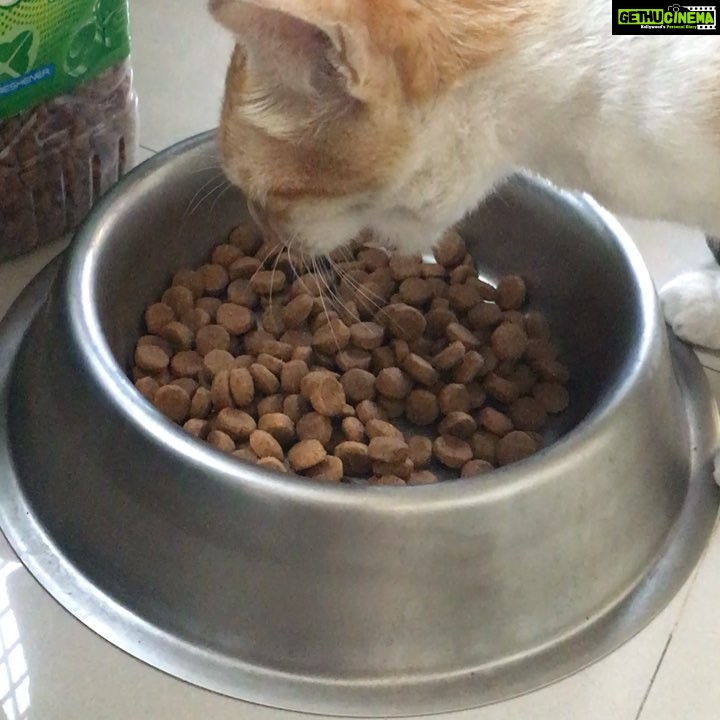 Priyamani Instagram - Paapi "pet"h ka Sawal hai...ππππever seen a cat eat dog food and that too out of a dog bowl???