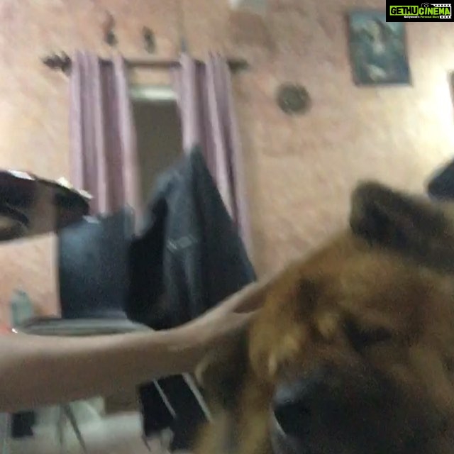 Priyamani Instagram - Missed this fella!!!!and perks of being missed....demanding very badly for a scratch...#theofficialdogscratcher#alternatejob??#iwonder#