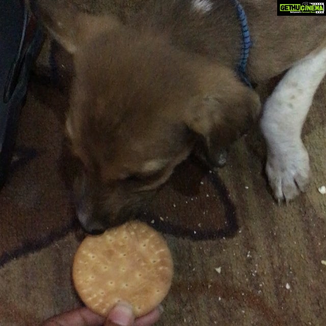 Priyamani Instagram - And I made a new friend today!!!!ππand he's in my caravan as I post this eating biscuits!!πππ