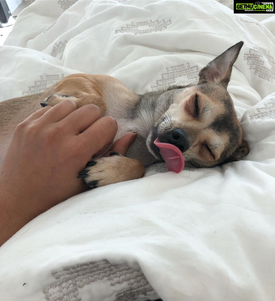 Priyanka Chopra Instagram - Will miss this little munchkin so much while I’m traveling!! @diariesofdiana you are too cute. Last #NYC day for a while!! #globetrotting begins.... ❤️🌎 Manhattan, New York