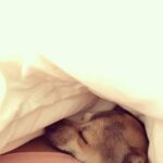 Priyanka Chopra Instagram - Living the life...Zzzzz world with @diariesofdiana ❤️🙏🏼🌸🌼