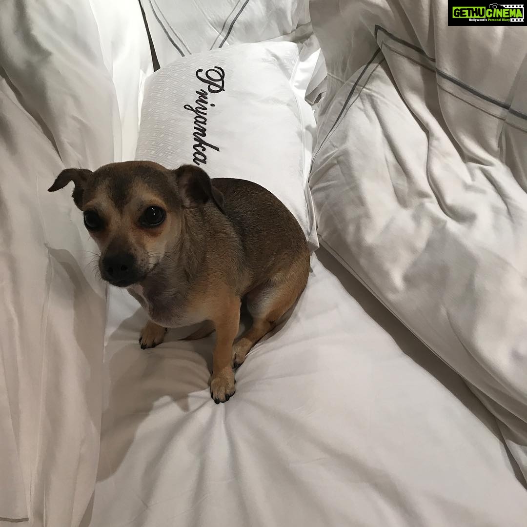 Priyanka Chopra Instagram - Sleepy πΆβ€οΈπ @diariesofdiana