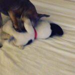 Priyanka Chopra Instagram - Mood.. @diariesofdiana killing snoopy! Lol #iloveubutihateu