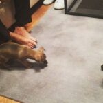 Priyanka Chopra Instagram – Diana and zoomer making friends #puppylove #techlove