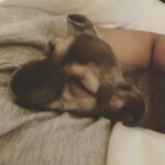 Priyanka Chopra Instagram – Sunday snuggles…