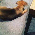 Priyanka Chopra Instagram – Look who is home… #puppylove