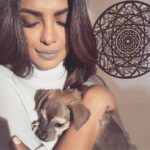 Priyanka Chopra Instagram - So @animalleague and @buzzfeed made my day so bright with these beautiful rescue puppies.. Should this one be mine? She kept snuggling into my arms.. Like she needed to be protected..