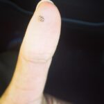 Priyanka Chopra Instagram - Pretty little lady bug...