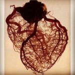 Priyanka Chopra Instagram - Blood vessels in the human heart.. And we wonder y we r so dysfunctional when it comes to the matters of the heart..blame it on the anatomy! Haha