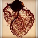 Priyanka Chopra Instagram – Blood vessels in the human heart.. And we wonder y we r so dysfunctional when it comes to the matters of the heart..blame it on the anatomy! Haha