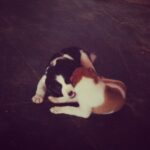 Priyanka Chopra Instagram - Puppy love....