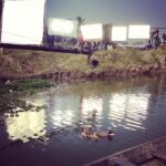 Priyanka Chopra Instagram – Ducks as the centre of attention in set..