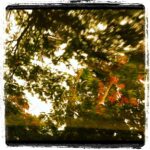 Priyanka Chopra Instagram – Something about raindrops and trees that is so comforting..beautiful bengaluru