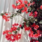 Priyanka Chopra Instagram - Bloom where you are planted. #home Los Angeles, California