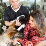 Priyanka Chopra Instagram - Our new family portrait! Welcome to the family, Panda! We adopted this little rescue (soon he won’t be so little) just a few weeks ago. We can’t be sure but he seems to be a Husky Australian Shepard mix.... and those eyes... and the ears!!! ❤️😍❤️🐼❤️🐶      BTW @diariesofdiana wasn’t around for our little photoshoot, but we couldn’t leave our #1 girl out...so...we made it work! 😂  😉    @ginothegerman @pandathepunk    @nickjonas @hollywood_huskies Los Angeles, California