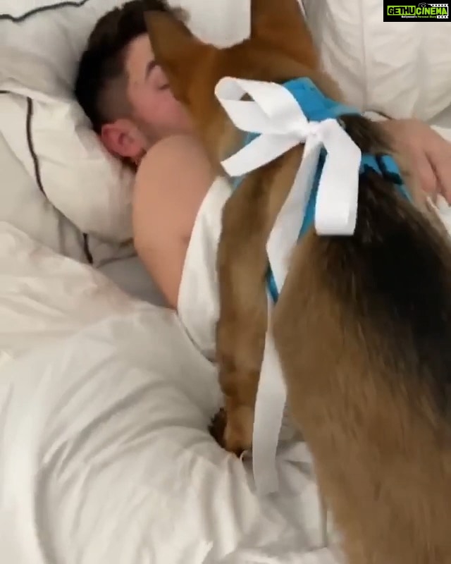 Priyanka Chopra Instagram - so much cute in the same frame. 😂🐶❤ happy almost anniversary baby. #repost @nickjonas • Pri came home with the absolute best surprise this morning. Please meet our new pup @ginothegerman I haven’t stopped smiling since I woke up this morning and finally realized what was going on. Thank you @priyankachopra ❤️ 🐕 New York, New York