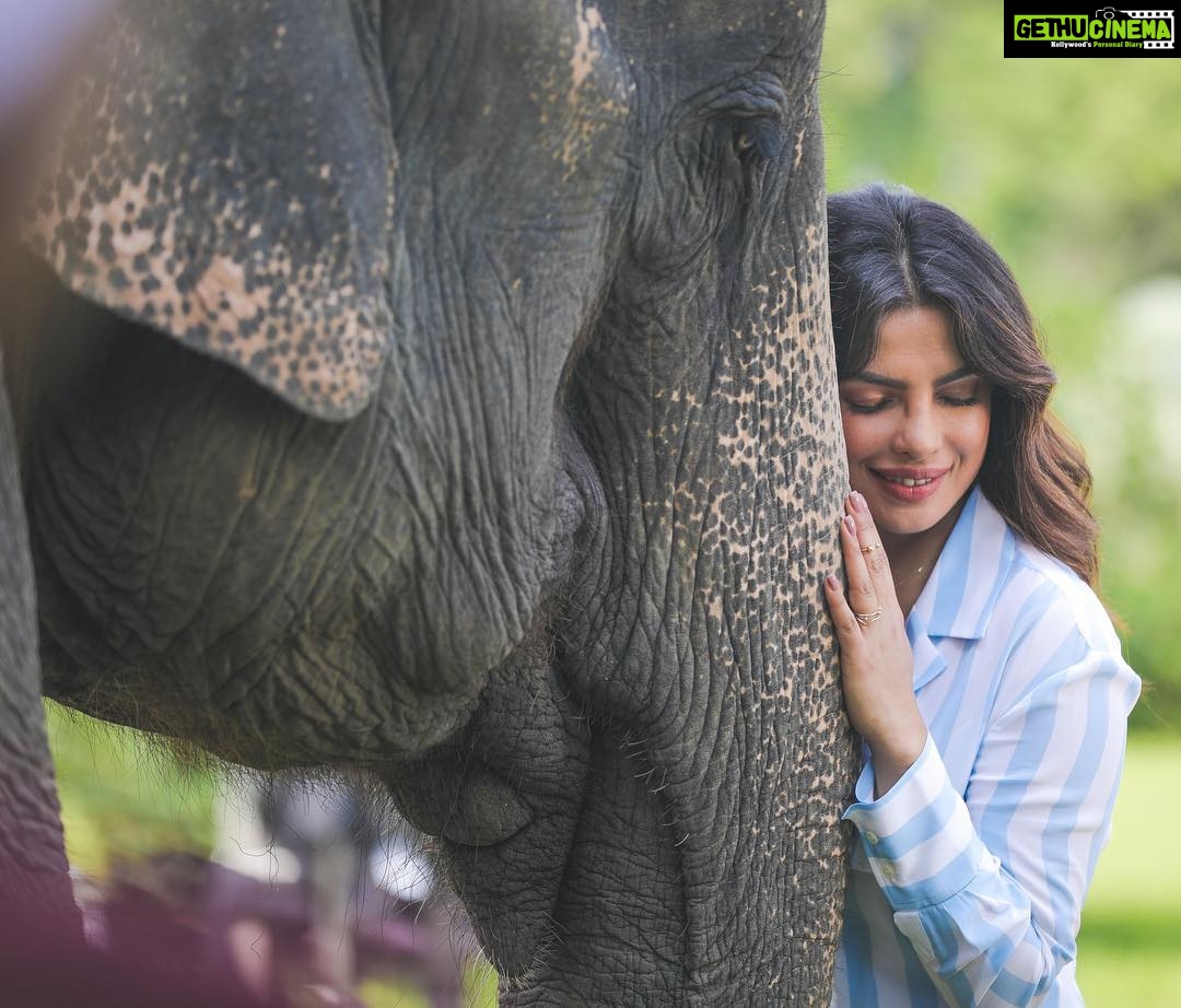 Priyanka Chopra Instagram - She felt tough at my touch, yet her eyes revealed a gentleness that cut through my defences. And...there we stood...two of god’s creations, stripped of all that was man made, and connecting on a deeper level. . Thank you Geeta...for your strength, your beauty, and your grace. #AwesomeAssam Jorhat, Assam, India