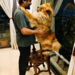 R. Madhavan Instagram - When there is pure love waiting for you after a hard days work..🙏🙏😘😘😘😘😘