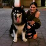 Raai Laxmi Instagram - My New love ❤️😍 #alaskanmalamute ✨✨✨✨✨