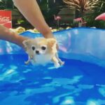 Raai Laxmi Instagram - Awwww my cutieee😍 Swimming lessons isn't it adorable ? 😍😍😍 #petlover 🐶 #puppy 💕❤️